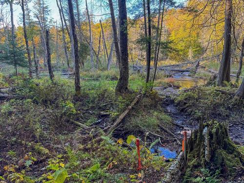 Land/Lot - Ch. De La Petite-Rivière, Harrington, QC 