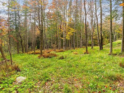 Land/Lot - 3468 Ch. Hopps, Austin, QC - Outdoor With View