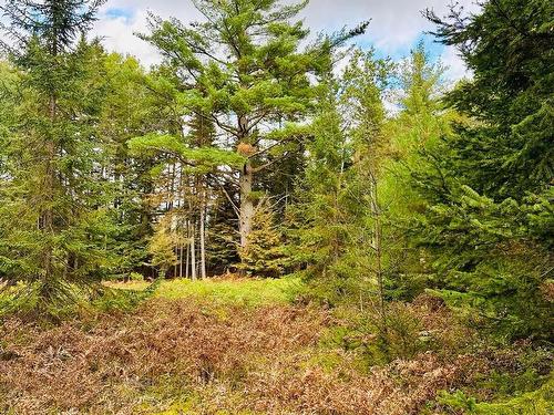 Wooded area - Ch. Du Rapide, Rivière-Rouge, QC 