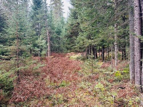 Wooded area - Ch. Du Rapide, Rivière-Rouge, QC 