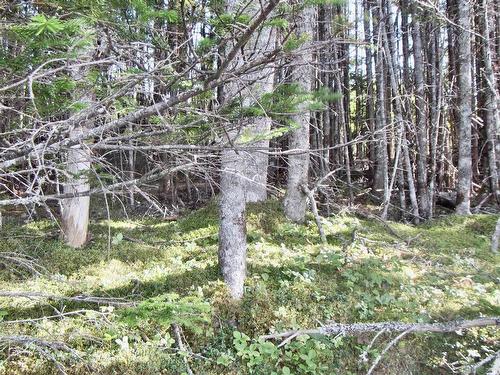 10Lots-49Acres 98 Pig Point Road, Framboise, NS 