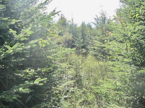 10Lots-49Acres 98 Pig Point Road, Framboise, NS 