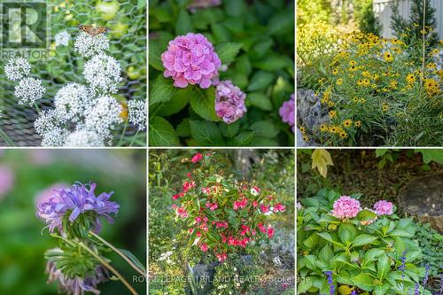 Lovely low maintenance perennials - 9984 The Trail Trail, Lambton Shores (Grand Bend), ON - 