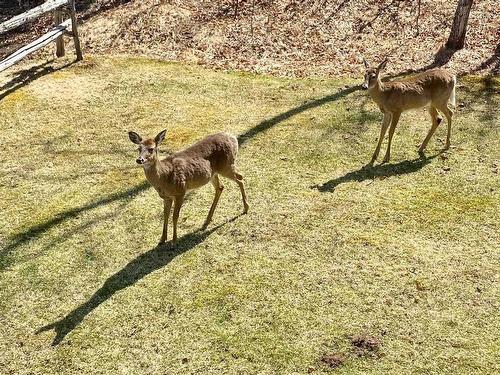 Jardin - 5-280 Rue Du Mont-Plaisant, Mont-Tremblant, QC - Outdoor