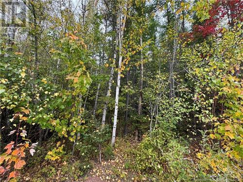 Blueberry Lane, Codys, NB 