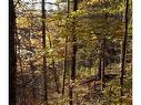 Wooded area - Ch. Despatis, Rivière-Rouge, QC 