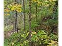 Wooded area - Ch. Despatis, Rivière-Rouge, QC 