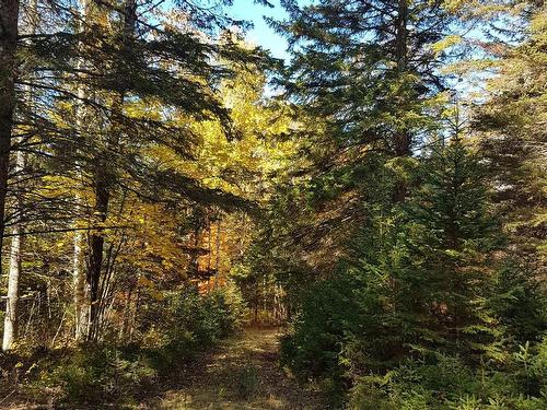 Wooded area - Ch. Despatis, Rivière-Rouge, QC 