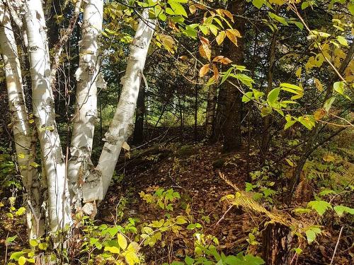 Wooded area - Ch. Despatis, Rivière-Rouge, QC 