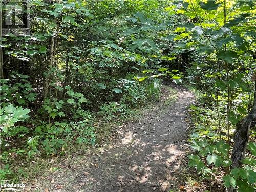 Trails behind the property - 705 Old North Road, Huntsville, ON - Outdoor