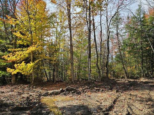 Wooded area - Rue Marchand, Saint-Calixte, QC 