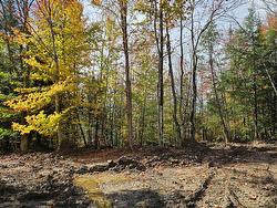 Wooded area - 