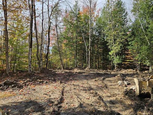 Wooded area - Rue Marchand, Saint-Calixte, QC 