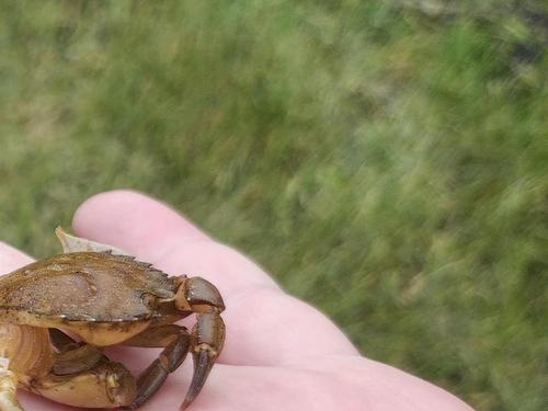 216 Hartz Point Road, Hartz Point, NS 