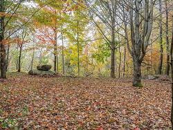 Wooded area - 