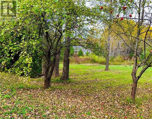 Extra front yard views from driveway - 20 Cape Hurd Road S, Tobermory, ON - Outdoor