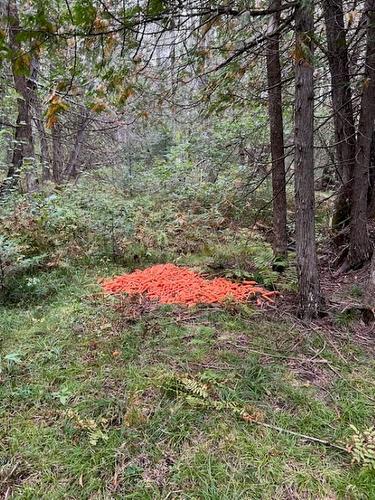 Terre/Terrain - Rue Du Lac-Wilson, Grenville-Sur-La-Rouge, QC 