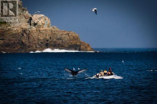 1-11 Goldsworthy'S Road, Pouch Cove, NL 