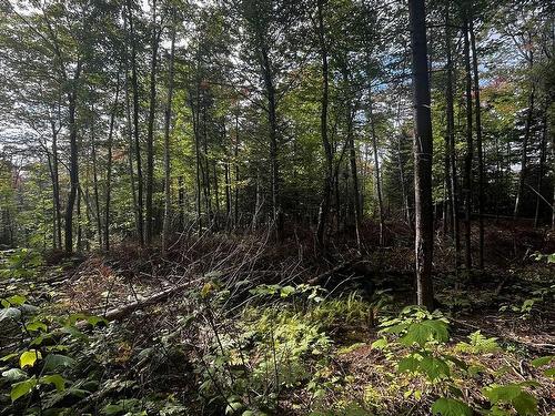 Land/Lot - Ch. De Chertsey, Sainte-Marguerite-Du-Lac-Masson, QC 