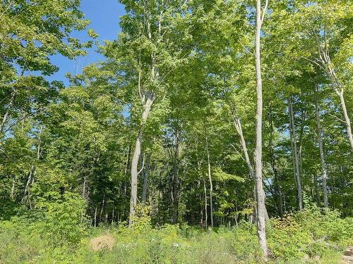 Land/Lot - 34 Ch. Mcdavid, Matapédia, QC - Outdoor With View