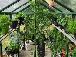 Greenhouse - 