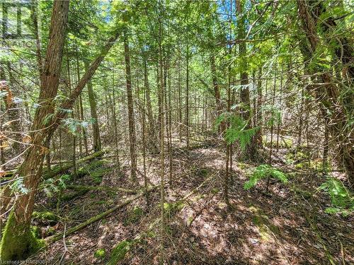 On the lot. - Lot 13 Trillium Crossing, Northern Bruce Peninsula, ON 