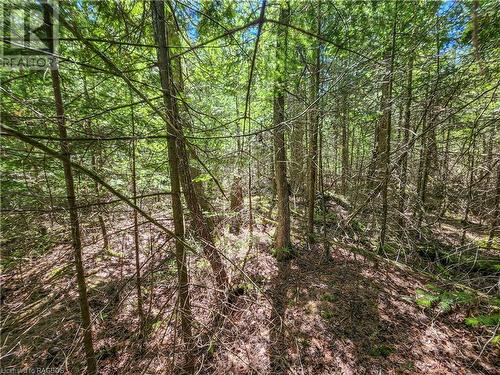 On the lot. - Lot 13 Trillium Crossing, Northern Bruce Peninsula, ON 