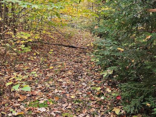 Wooded area - Av. Opéra, Saint-Calixte, QC 