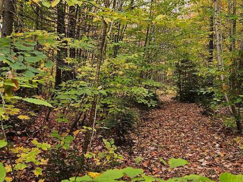 Wooded area - Av. Opéra, Saint-Calixte, QC 