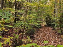 Wooded area - 