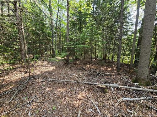 9.41 Acres West Street, Bathurst, NB 