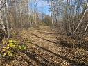 33.8 Acres Riverside Dr, Bathurst, NB 