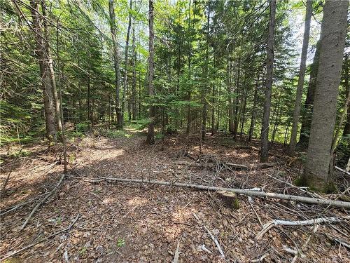 9.41 Acres West St, Bathurst, NB 