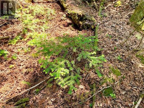 Plenty of new trees sprouting up too. - 30 Pike Street, Northern Bruce Peninsula, ON 