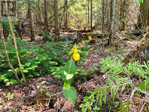 Interesting wild flowers and rocks on the property. - 30 Pike Street, Northern Bruce Peninsula, ON 