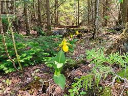 Interesting wild flowers and rocks on the property. - 