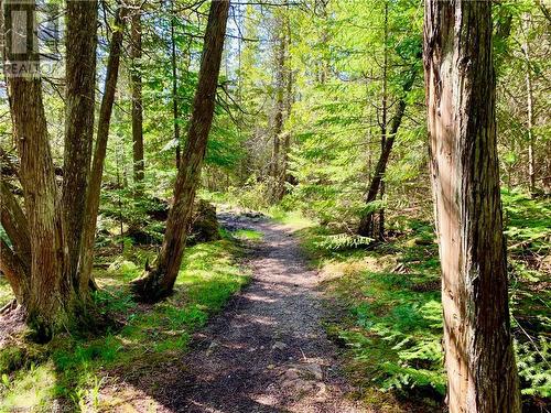 Beautiful forest with well defined trail to the shores of Lake Huron. - 30 Pike Street, Northern Bruce Peninsula, ON 