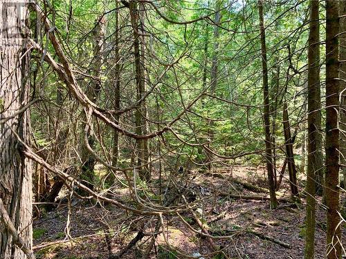 Nice dense woods on flat ground on the lot. - 30 Pike Street, Northern Bruce Peninsula, ON 