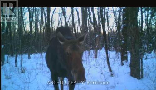 Wild Life - 550 Shawanaga Lake, Mcdougall, ON - Outdoor