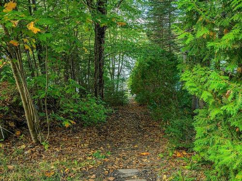 Wooded area - 28 Ch. Des Bois-Verts, Saint-Adolphe-D'Howard, QC - Outdoor