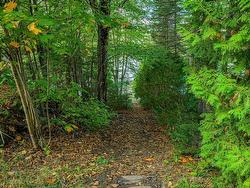 Wooded area - 