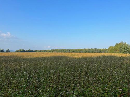 Terre/Terrain - Rg Du Pin-Rouge S., L'Ascension-De-Patapédia, QC 