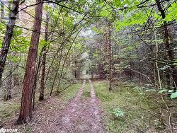 forest trail - 