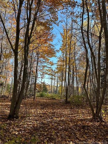 Lot North Black River Rd, Black River Bridge, NB 