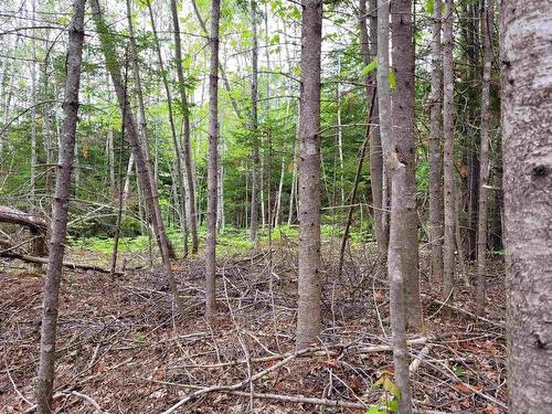 Lot Tattrie Settlement Road, French River, NS 