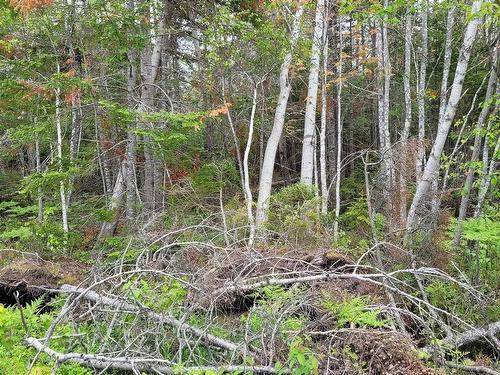 Lot Tattrie Settlement Road, French River, NS 