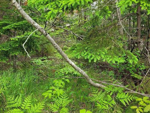 Lot Tattrie Settlement Road, French River, NS 