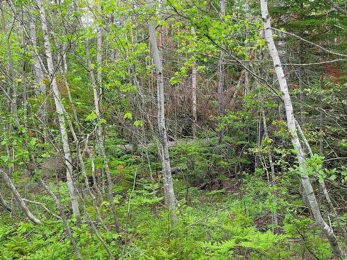 Lot Tattrie Settlement Road, French River, NS 