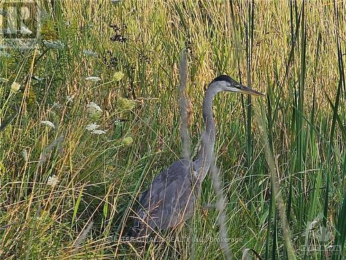 The back side of the property is wetlands great for nature lovers and recreational uses. - 000 Graham Road, Beckwith, ON 