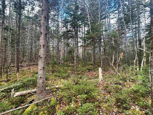 Lot 12 Walburne Road, Newburne, NS 